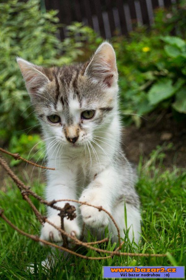 Dám 3 kotátka k výběru