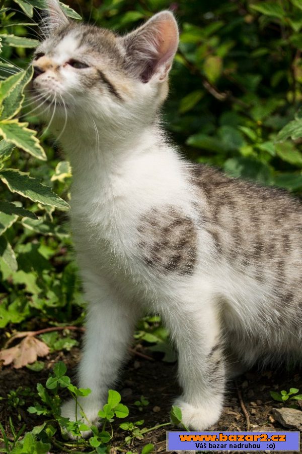 Dám 3 kotátka k výběru