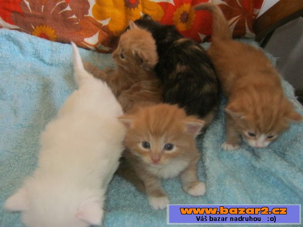 Norská lesní kotata bez PP