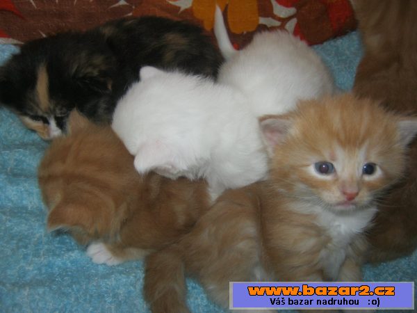 Norská lesní kotata bez PP