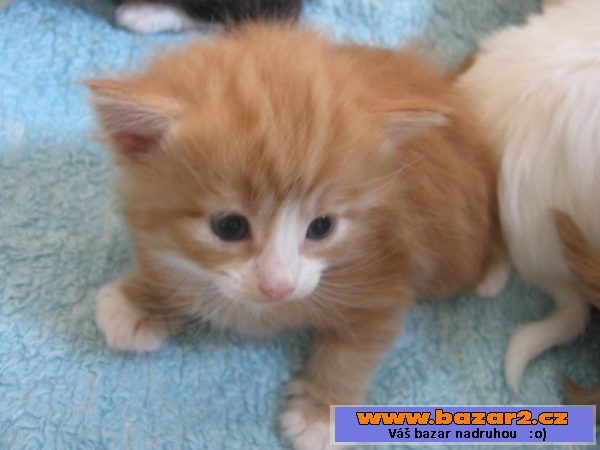 Norská lesní kotata bez PP