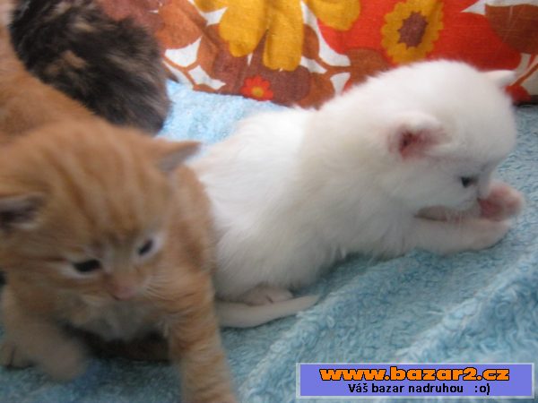 Norská lesní kotata bez PP