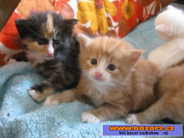 Norská lesní kotata bez PP