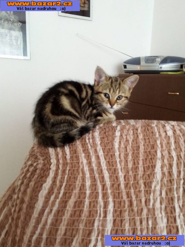 Whiskas kočičky