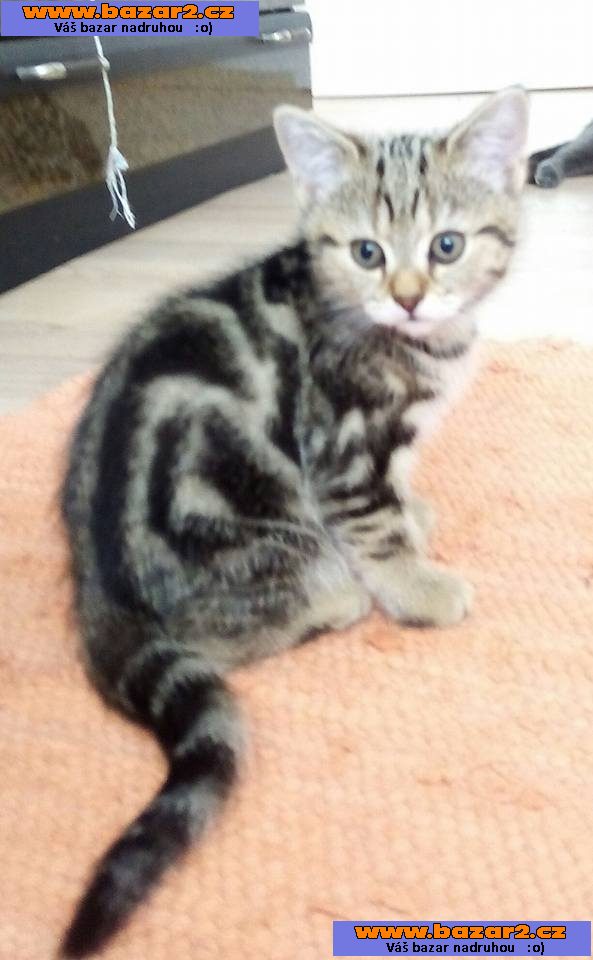 Whiskas kočičky