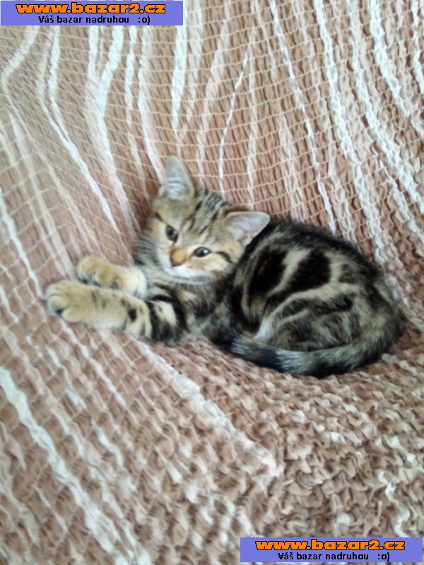 Whiskas kočičky
