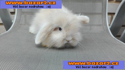 Nádherná teddy beranička s VP