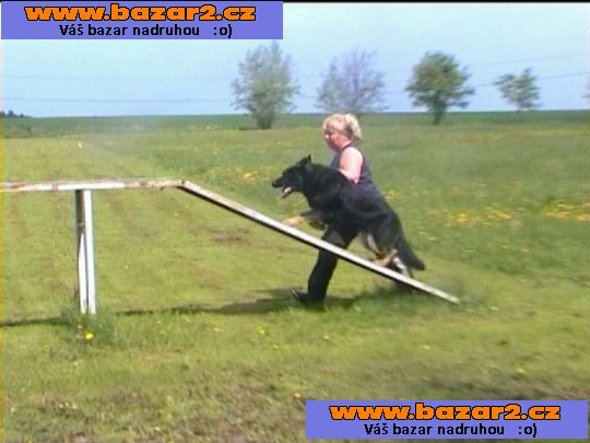 pomohu s výcvikem,pohlídám