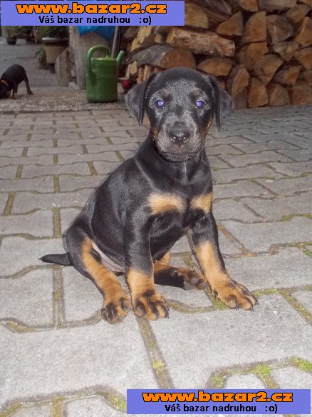 ŠTĚŇE JAGDTERIÉR