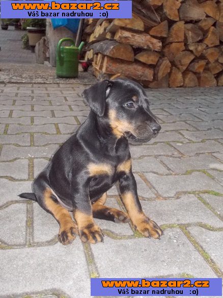 ŠTĚŇE JAGDTERIÉR