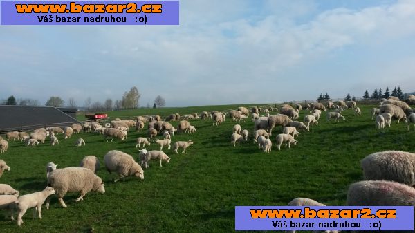 Ovce texel Prodám do chovu Jehnice texel v Bio kvalitě