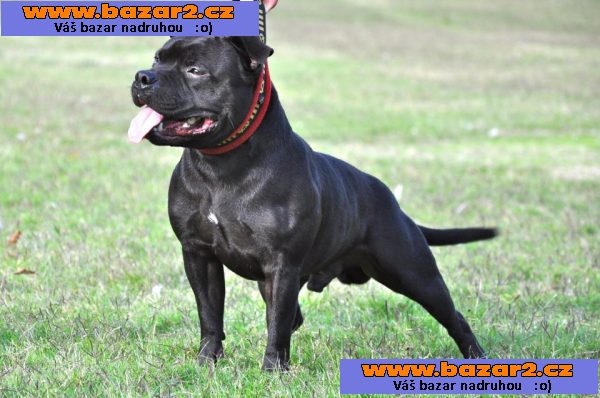 Stafordšírský Bulteriér