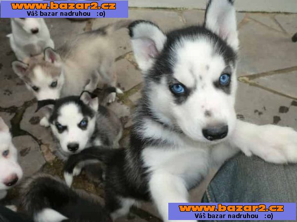  Sibiřský husky Štěňata nyní k dispozici