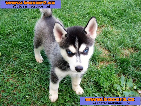  Sibiřský husky Štěňata nyní k dispozici