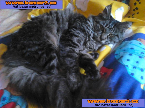 Mainská mývalí prodám