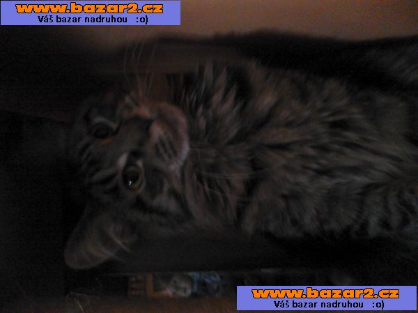 Mainská mývalí prodám