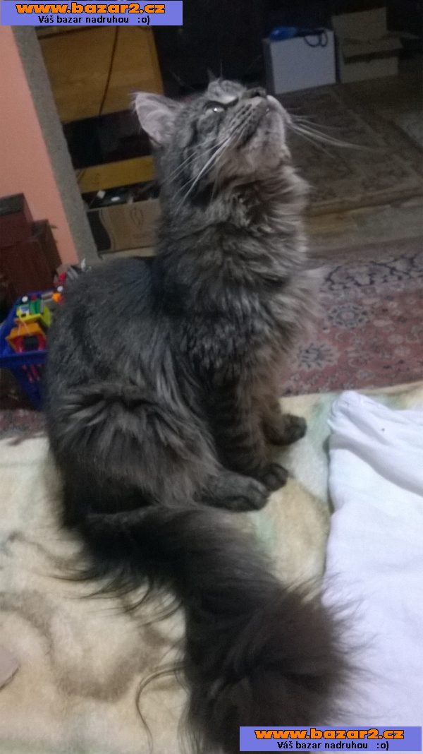 Mainská mývalí prodám