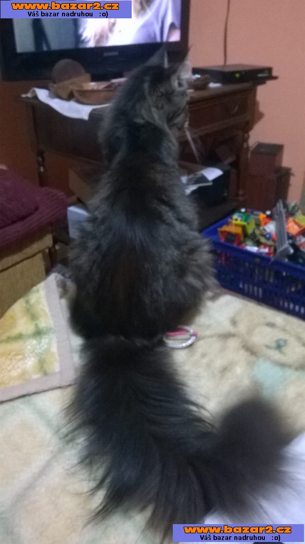 Mainská mývalí prodám