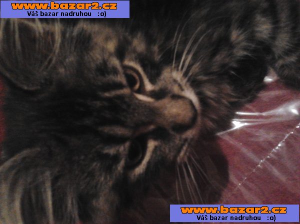 Mainská mývalí prodám