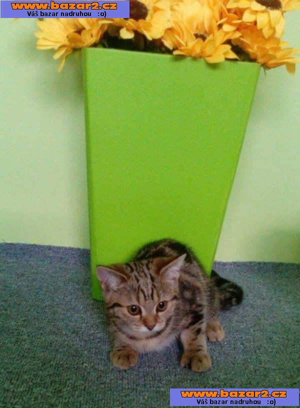Whiskas kočička