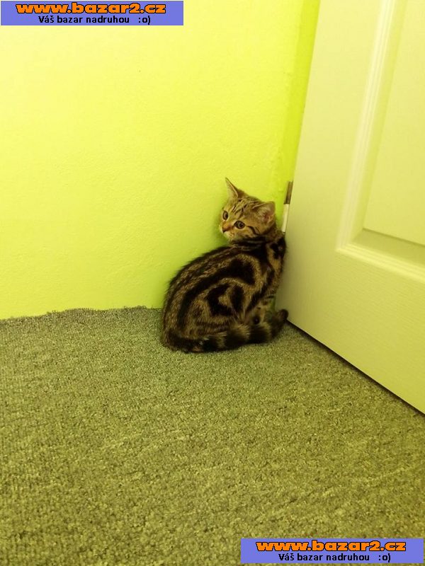 Whiskas kočička
