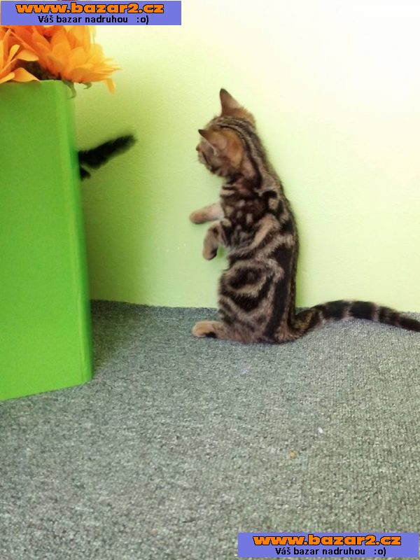 Whiskas kočička