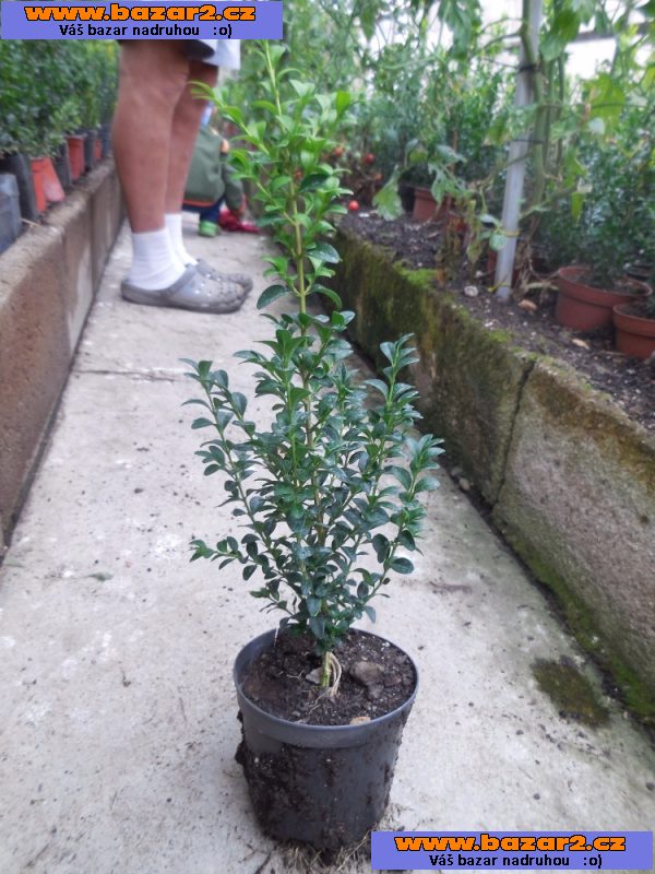 buxus 25cm 