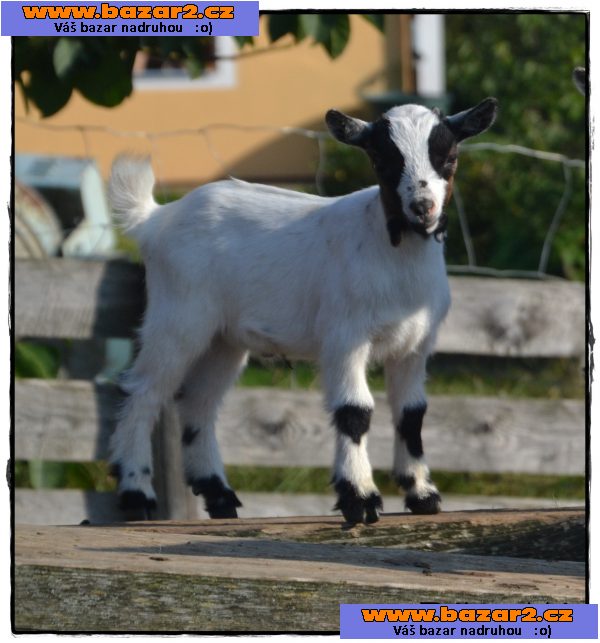 Holandská zakrslá koza