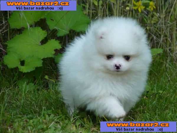 štěňata Fantasticky sladká Pomeranian Spitz