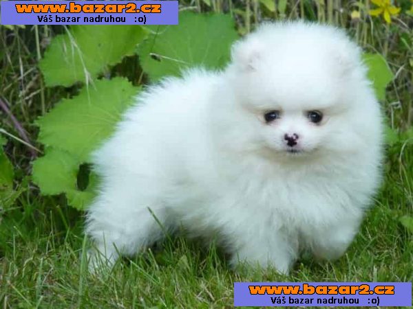 štěňata Fantasticky sladká Pomeranian Spitz