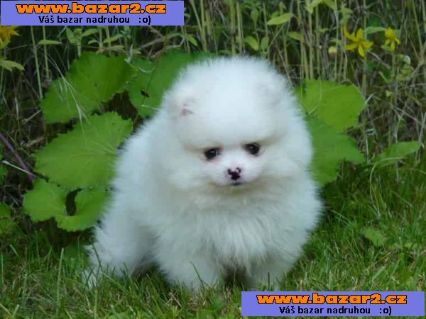 štěňata Fantasticky sladká Pomeranian Spitz
