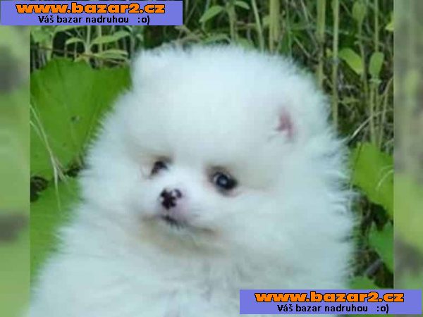 štěňata Fantasticky sladká Pomeranian Spitz