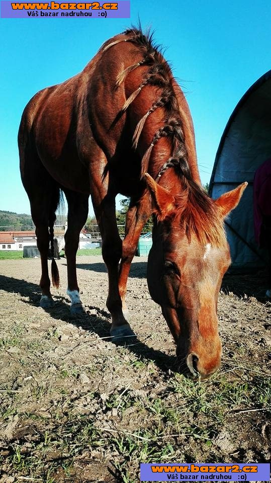 Nabízím k prodeji QH kobylu 6let