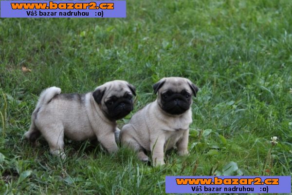 zdravých mops štenátek