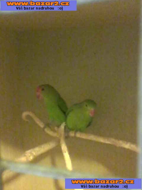 Agapornis