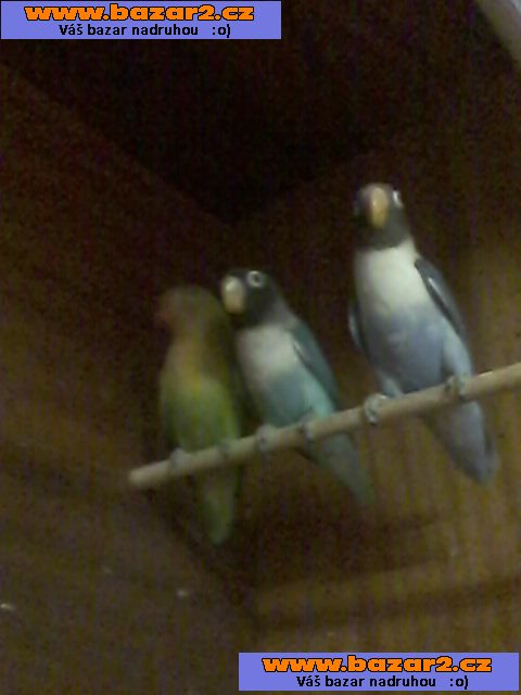 Agapornis