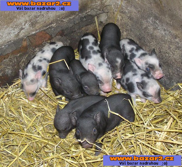 Gottingenská miniprasátka - barevná