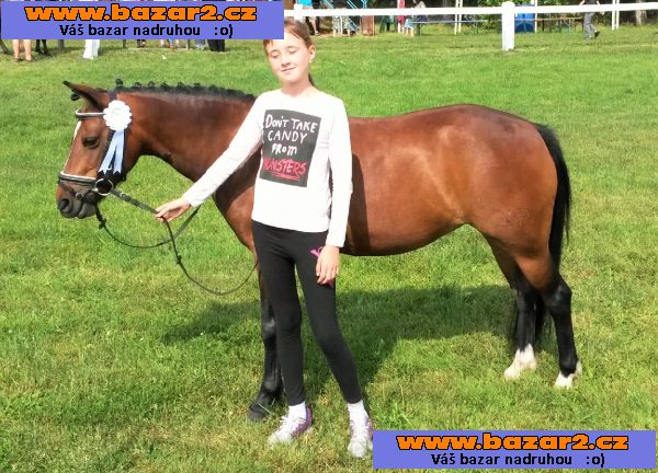 Jezdec.pony WPBR,klisna,KVH 126 cm,skokov.drezúr.