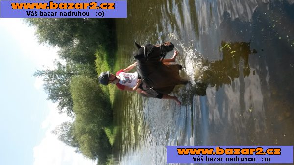Jezdec.pony WPBR,klisna,KVH 126 cm,skokov.drezúr.