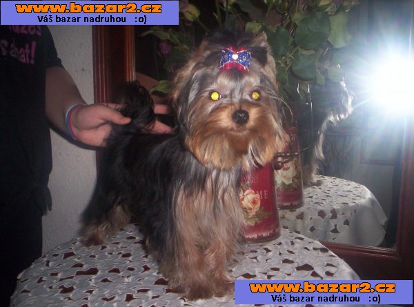 Jorkšírský terrier s PP - PES - uchovněný