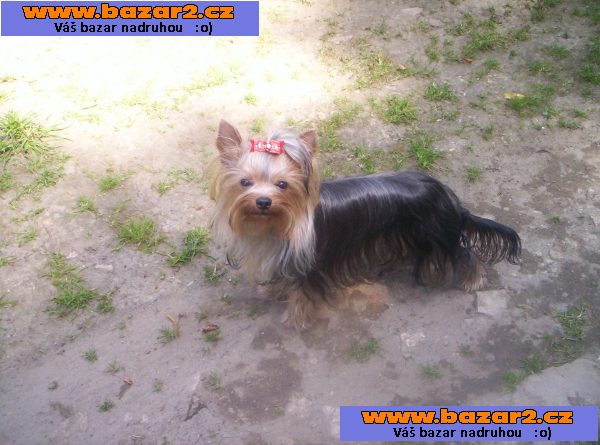 Jorkšírský terrier s PP - PES - uchovněný
