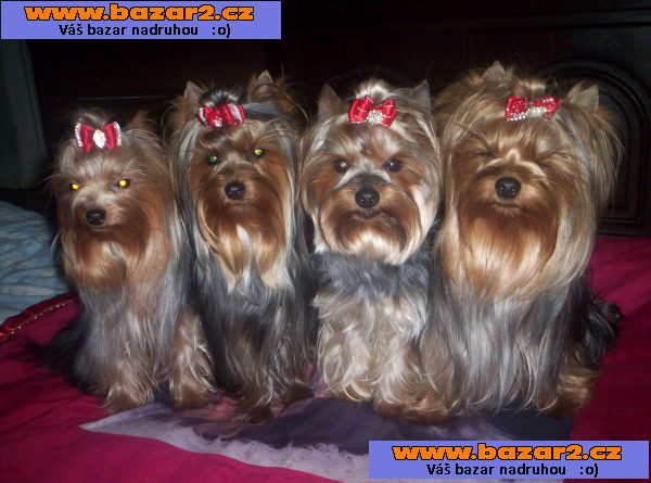 Jorkšírský terrier s PP - PES - uchovněný
