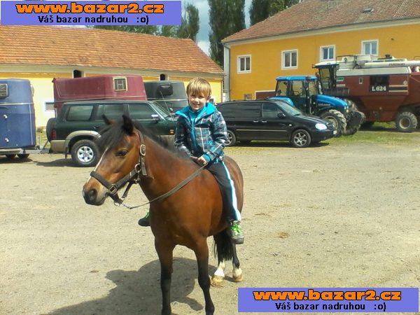 Na prodej klisna WPBR, KVH 126 cm,nar.15.5.2005