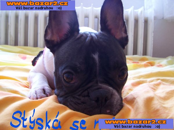 FRANCOUZSKÝ BULDOČEK - kdo daruje