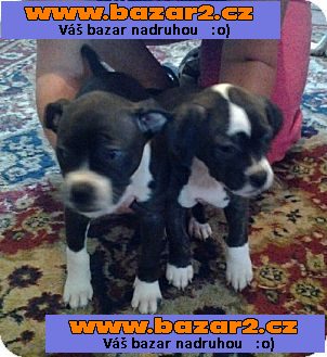 Prodám Boston teriér štenata