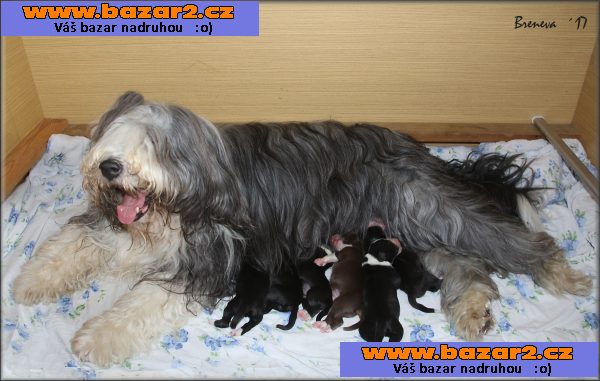 bearded kolie - štěňata