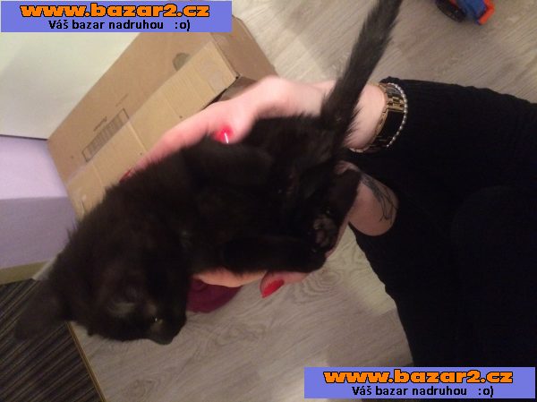 DARUJI 3mesicni KOTE