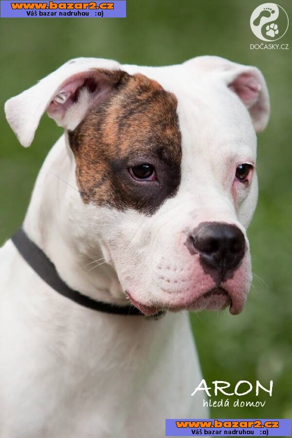 Aron - k adopci