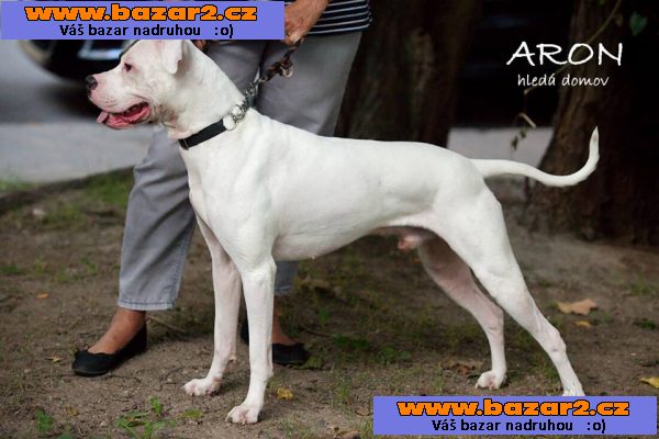 Aron - k adopci