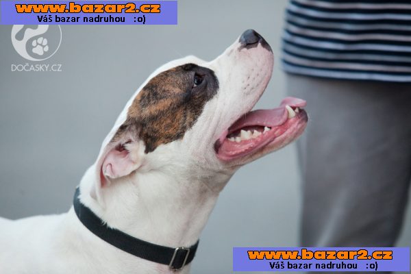 Aron - k adopci